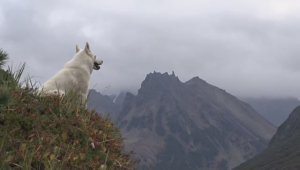 Каменушки на горной реке.