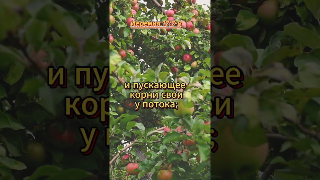 #shorts смотреть онлайн