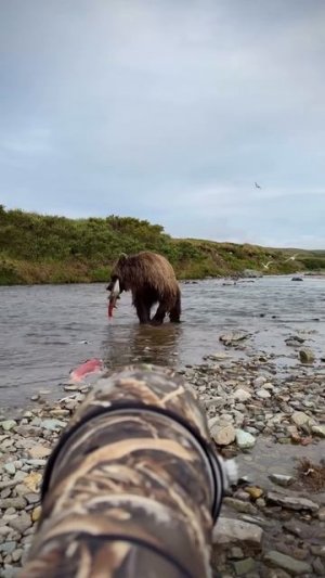 Мишка рыбачит 🎣