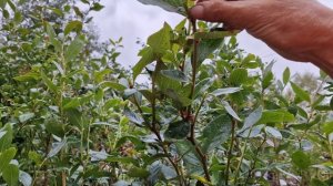 Принцип моей обрезки голубики