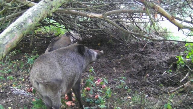 Столовая кабанчиков смотреть онлайн