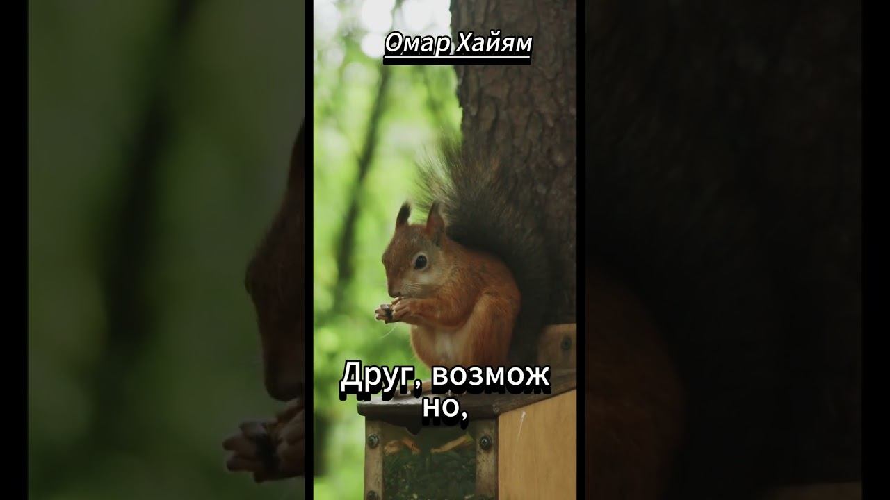 #shorts Омар Хайям В этом мире неверном... смотреть онлайн