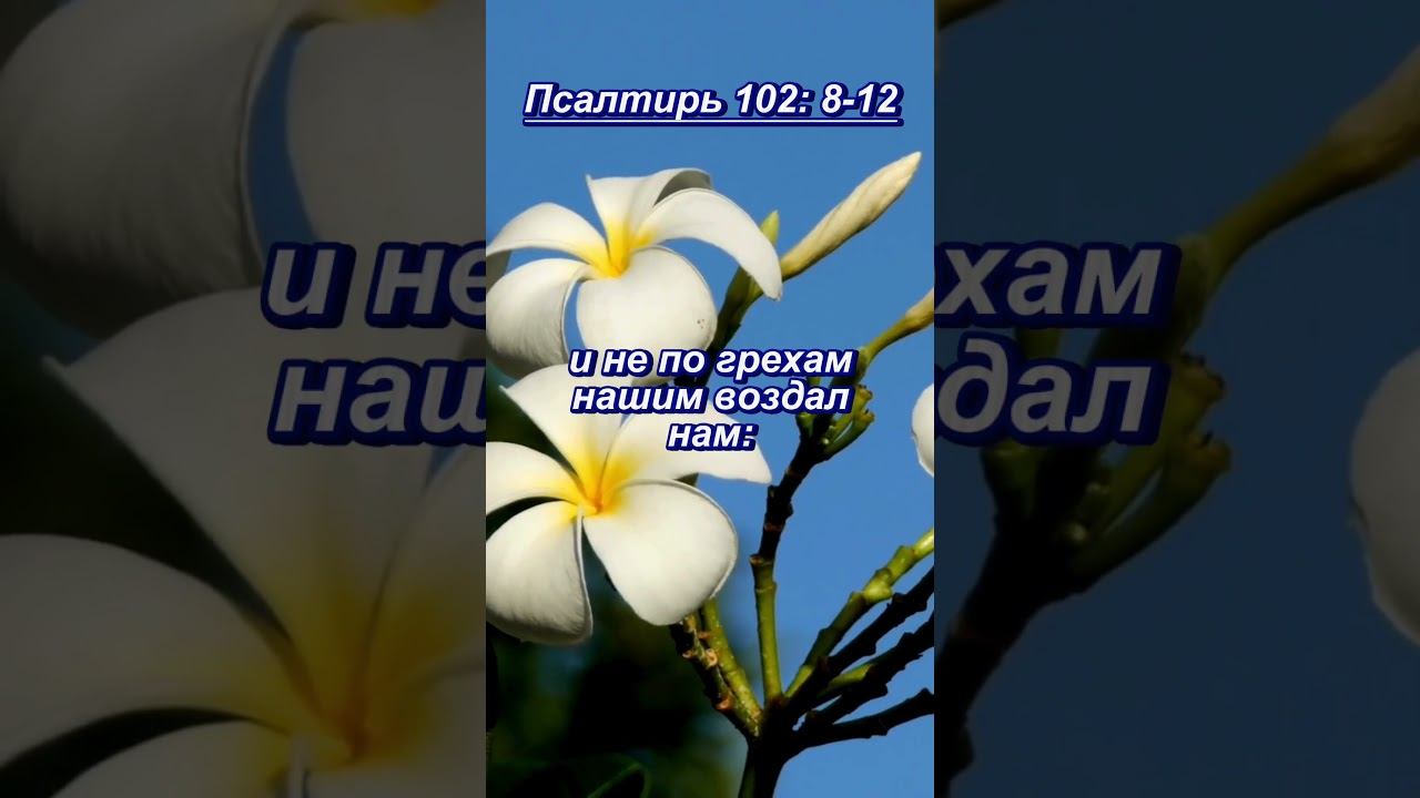 #shorts Псалтирь 102- 8 -12 #мудрость смотреть онлайн