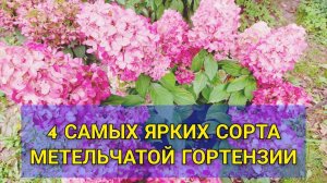 Только эти четыре сорта метельчатой гортензии подарят вам самые яркое красные соцветия  🌸