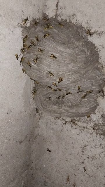 До чего достроились осы! смотреть онлайн