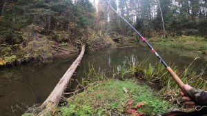 Поклёвки хариуса