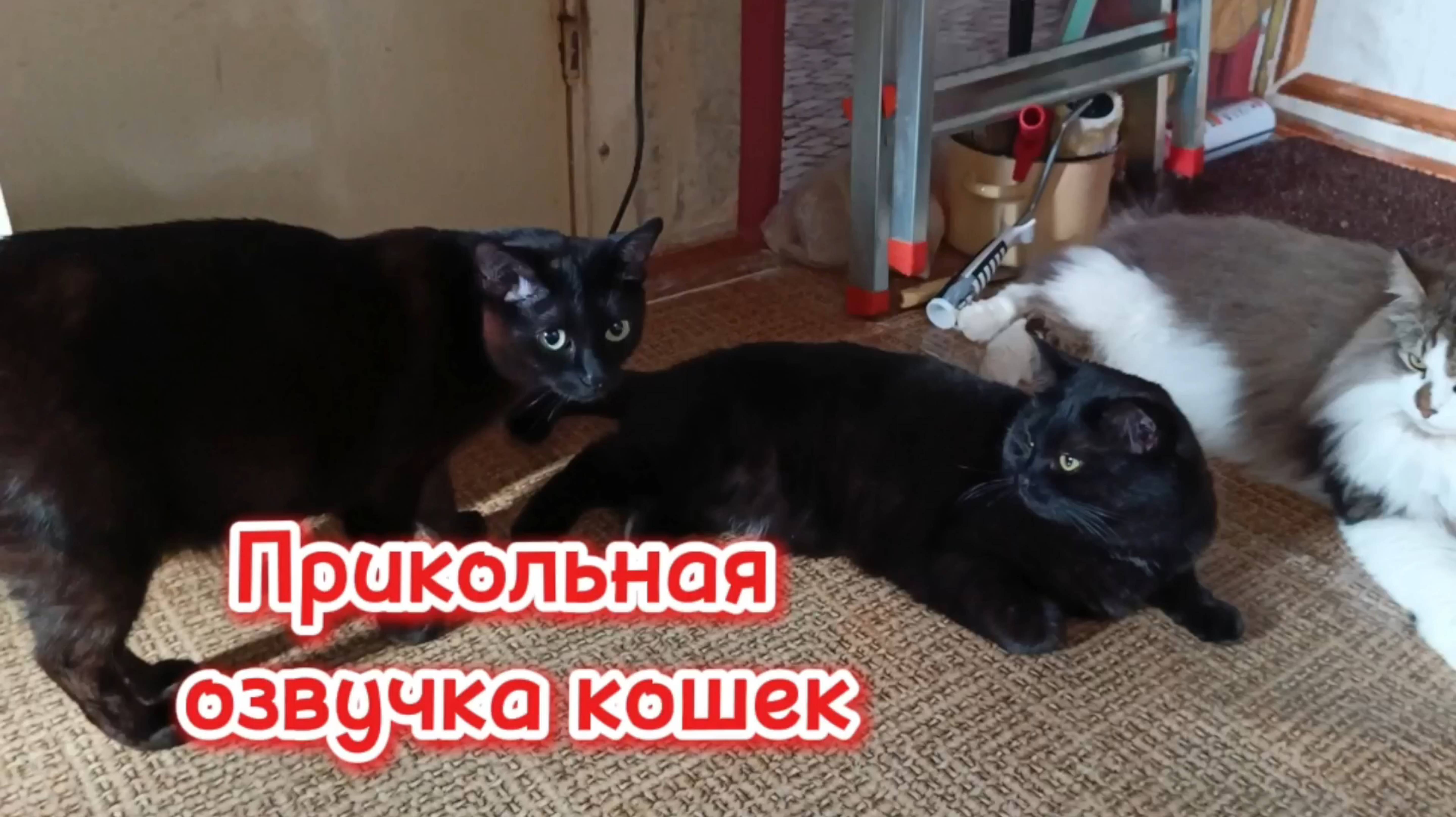 Кошки с озвучкой. смотреть онлайн