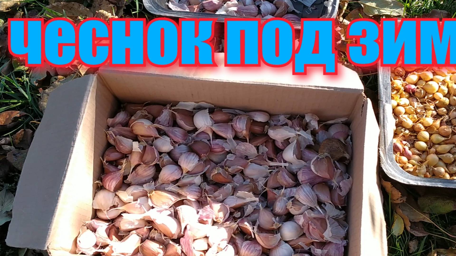 ОСЕННЯЯ ПОСАДКА ЧЕСНОКА И ЛУКА ПОД ЗИМУ