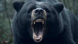 Петропавловск-Камчатский приходит в себя после серии нападений медведя на местных жителей