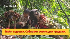 Muôn и друзья из Вьетнама. Собирают ревень для продажи.