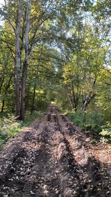 По дороге в лесу смотреть онлайн