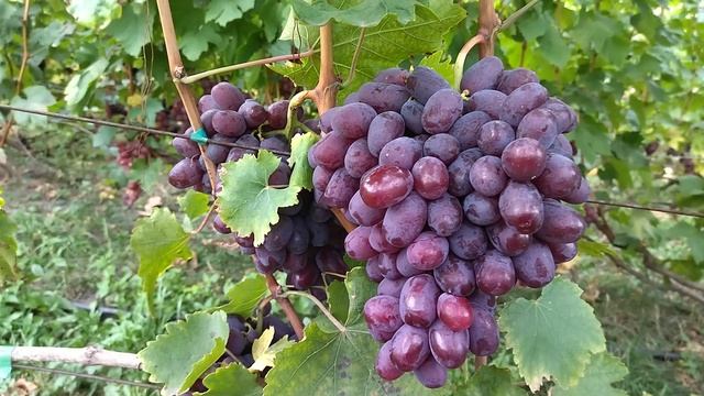 Гф Урум селекции Балабанова А. Ф очень урожайный виноград. смотреть онлайн