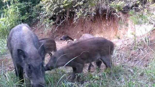 Кабанчики фото ловушка смотреть онлайн