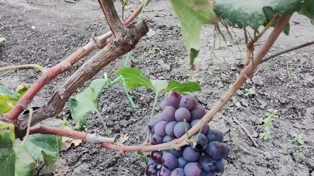 Мои прививки винограда 2025 год.