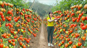 Сочные и спелые помидоры, то что нужно на сельском рынке. Жизнь во Вьетнаме