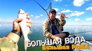 За крупной таранью на Весёловское водохранилище!