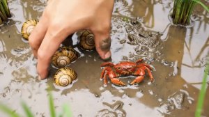 Лягушки крабы улитки