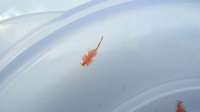 Веселые медузы