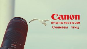 Canon RF 100-400 f/5.6-8 IS USM - снимаем птичек (часть 2)