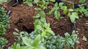 Посадка 3х-летнего куста голубики сорта Блюджей.