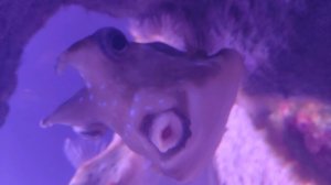 убираюсь в жилье тюленей (чек)