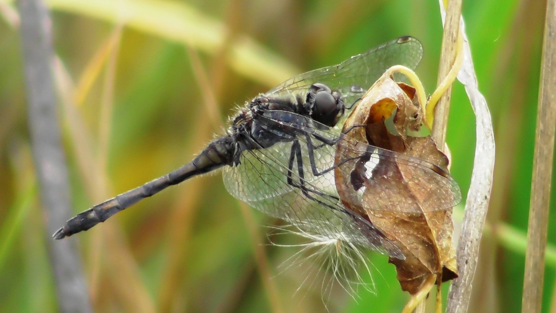 Стрекоза чёрная. Самец ( Sympetrum Danae )