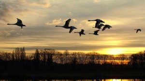 Летят утки. Русская народная песня