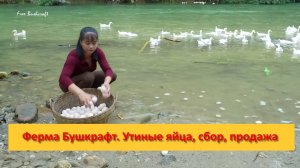 Ферма Бушкрафт в Пханге. Вьетнам.  Утиные яйца, сбор, продажа