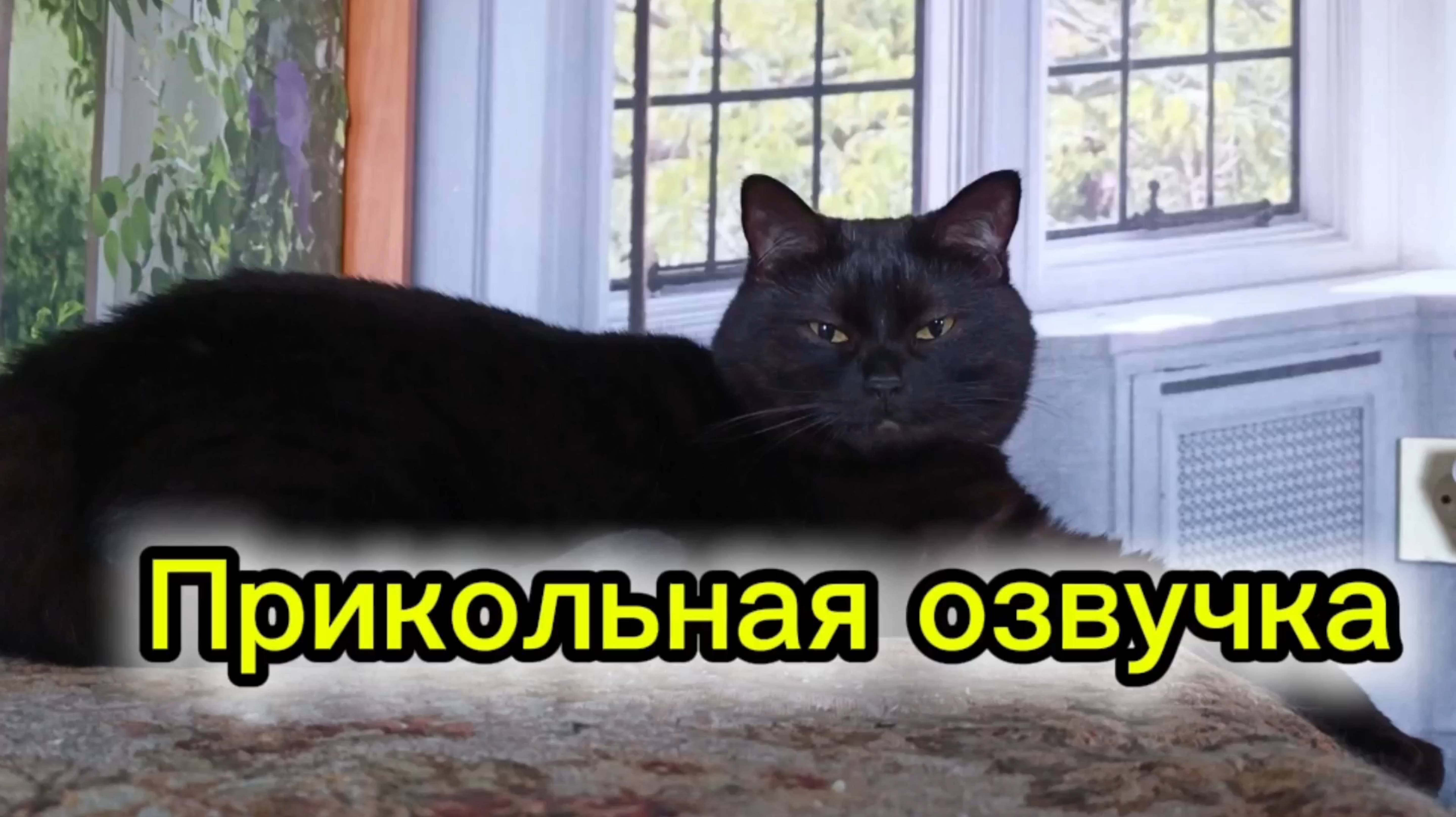 Кошки с озвучкой. смотреть онлайн