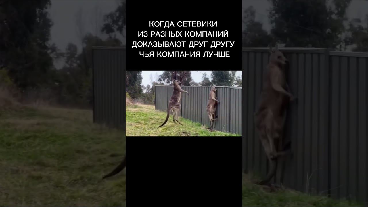 Какая сетевая компания лучше? смотреть онлайн