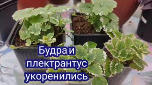 Будра и плектрантус укоренились. Что делаю сейчас и как буду сохранять зимой