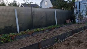 Заключительный этап посадки голубики-высадка брусники.