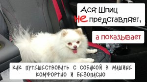 С собакой в машине. Как путешествовать комфортно и безопасно