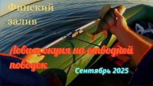 Ловим на отводной поводок окуня. Финский залив. Пляж «Дюны».