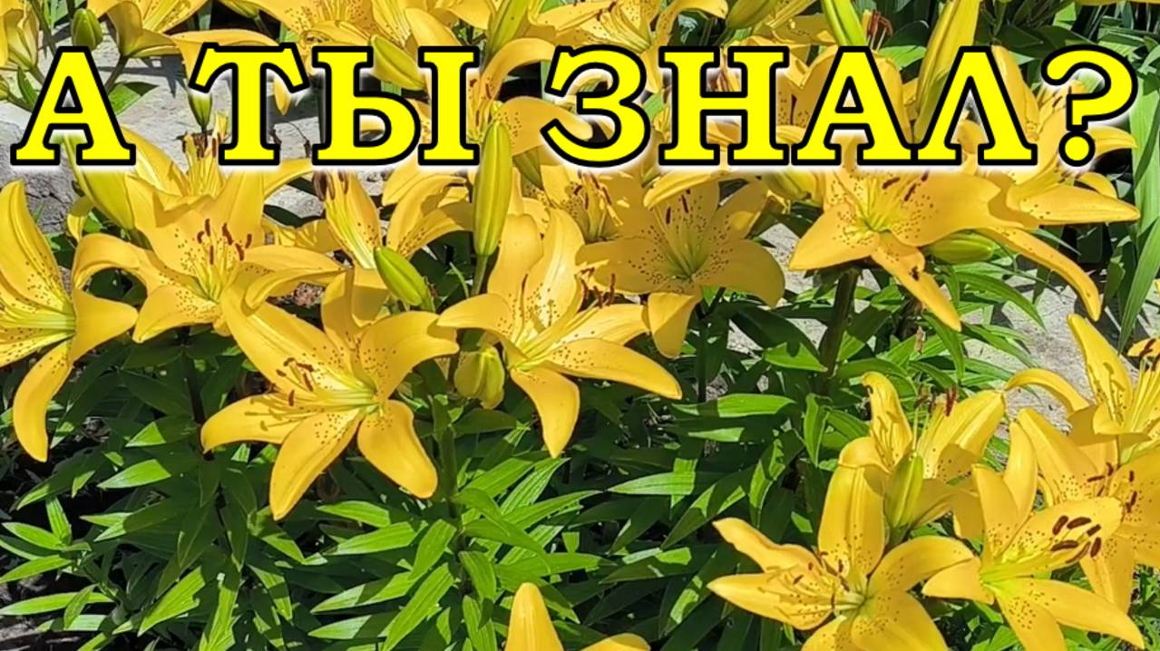 Сажаем ЛИЛИИ осенью: секреты пышного цветения🌸🌸🌸