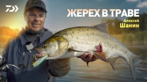 Жерех в траве x Алексей Шанин