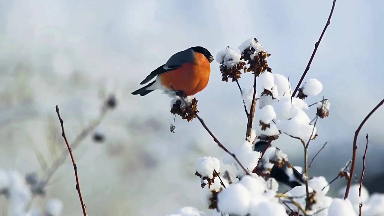 СНЕГИРИ смотреть онлайн