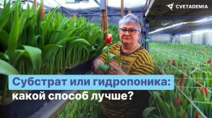 Выгонка тюльпанов – что выбрать: субстрат или гидропоника?
