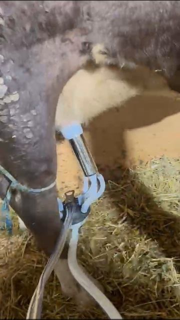 Видео работы доильного аппарата для коров AGRI TCK-1PS смотреть онлайн