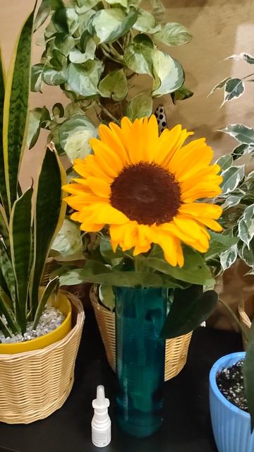 Подсолнухи — осколки солнечного дня #shorts смотреть онлайн