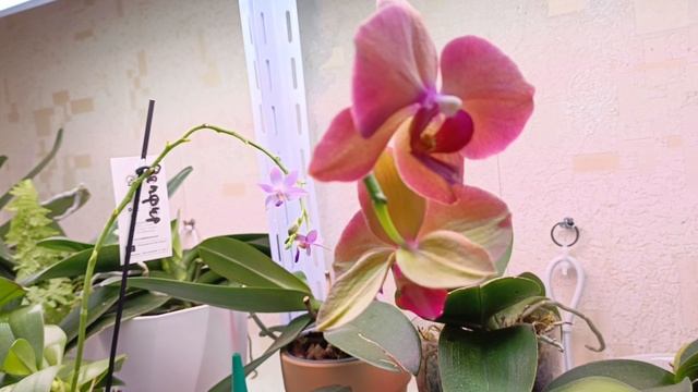 Последние цветочки до ухода на покой! Все красавицы были посажены семенами весной! ☺🤗😍 смотреть онлайн