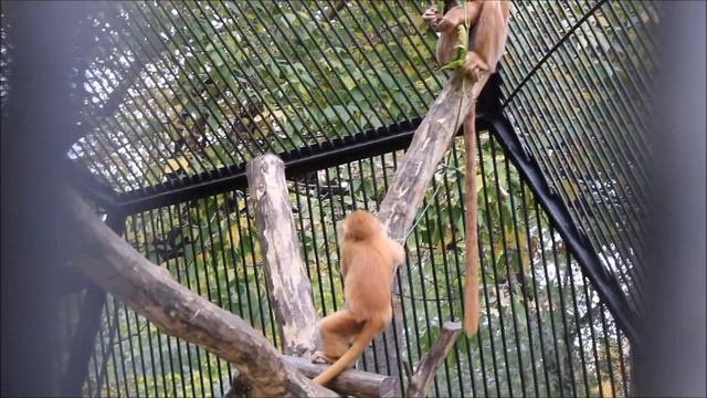 Яванские лангуры тоже запрятались в будку от холода и только смелые остались на улице 24.09.2025 смотреть онлайн