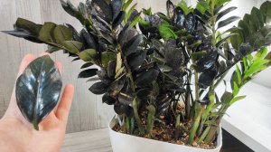 ЗАМИОКУЛЬКАС РАЗМНОЖЕНИЕ, как правильно укоренить лист замиокулькаса и получить копну веток