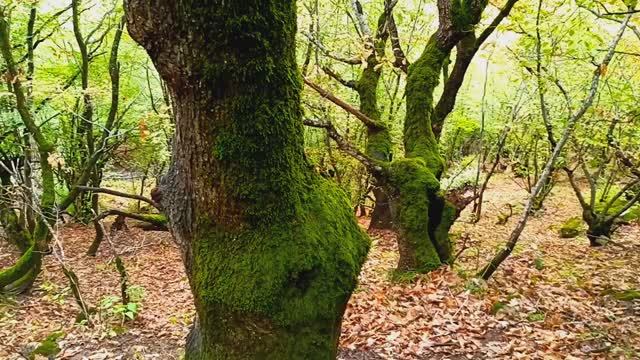 Прогулка в Жутком лесу где люди видят призраков смотреть онлайн