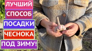 ПОСАДИТЕ ЧЕСНОК ЭТИМ СПОСОБОМ ПОД ЗИМУ И БУДЕТЕ В ВОСТОРГЕ ОТ РЕЗУЛЬТАТА!