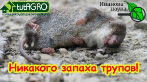 Как избавиться от запаха дохлых мышей и крыс? Устранение ЛЮБЫХ неприятных запахов. Без маскировки!