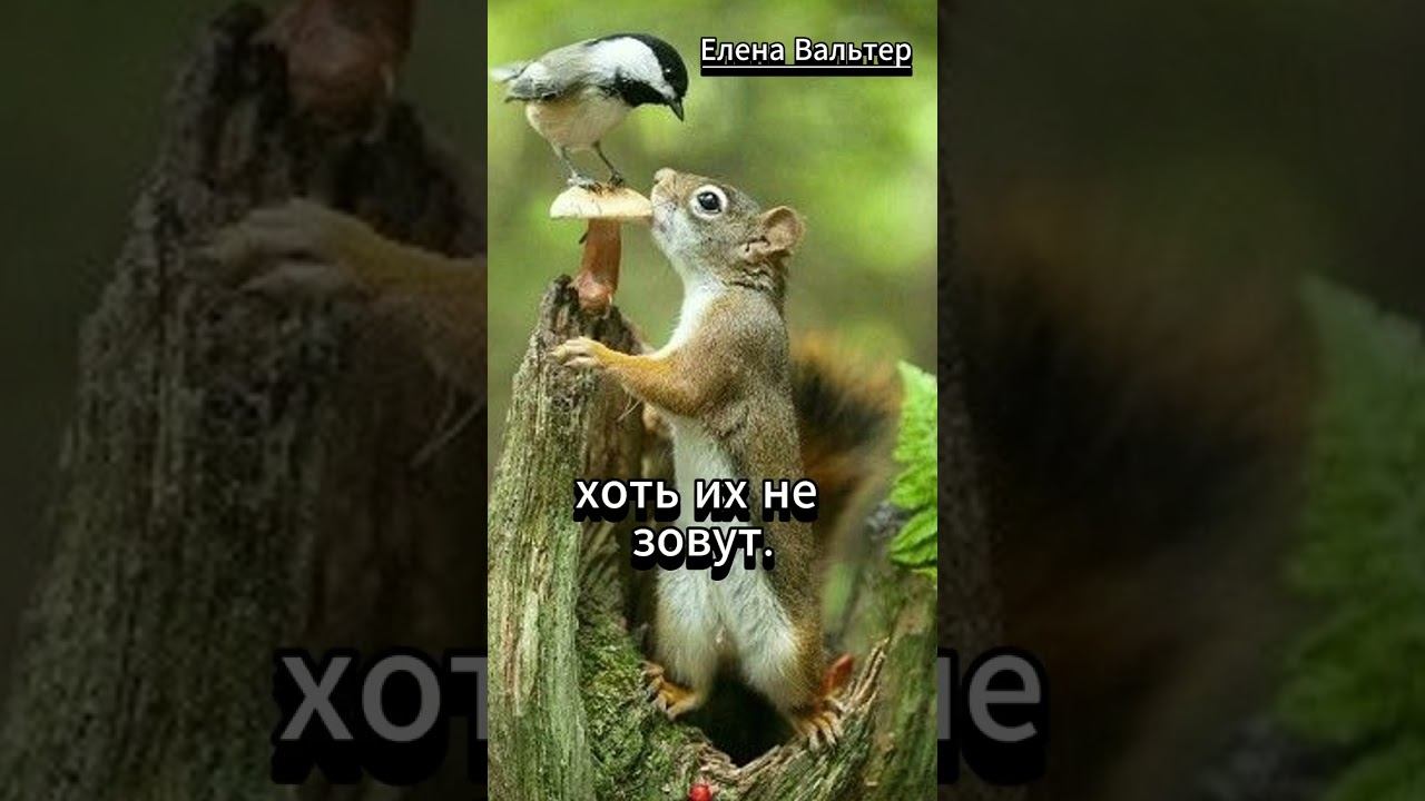 Есть люди родные...#shorts смотреть онлайн