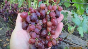 12.09.2025. Виноград ЛАЗОРЕВЫЙ и ЦИМУС в г. Липецке.