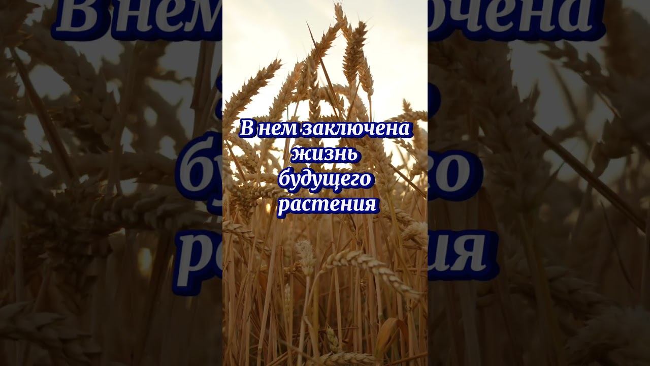 Сеятель слово сеет смотреть онлайн