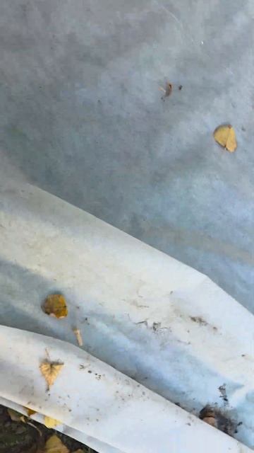 Twitch: EricMyval Бедный голубь смотреть онлайн